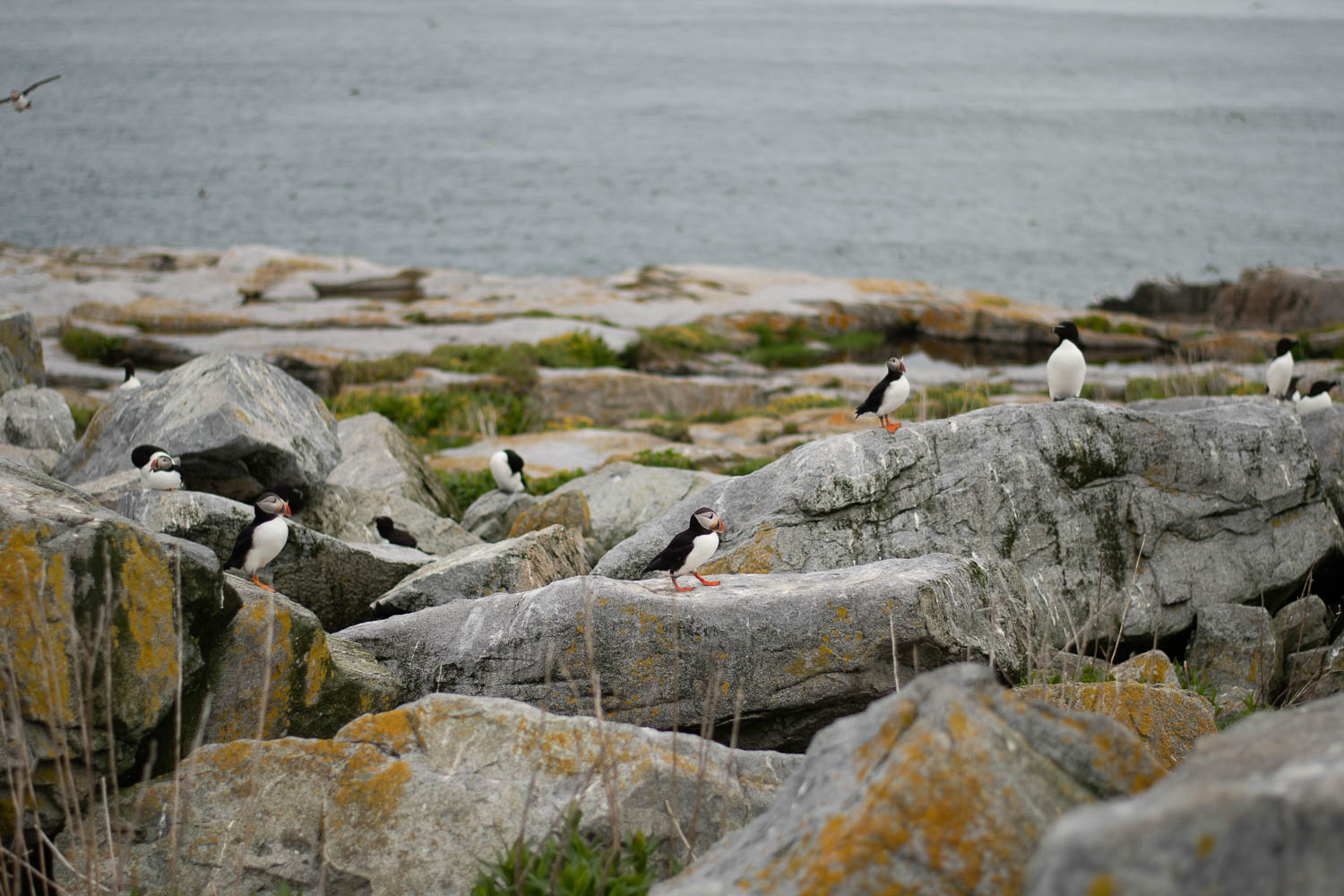 wide shot of puffins on rocks
