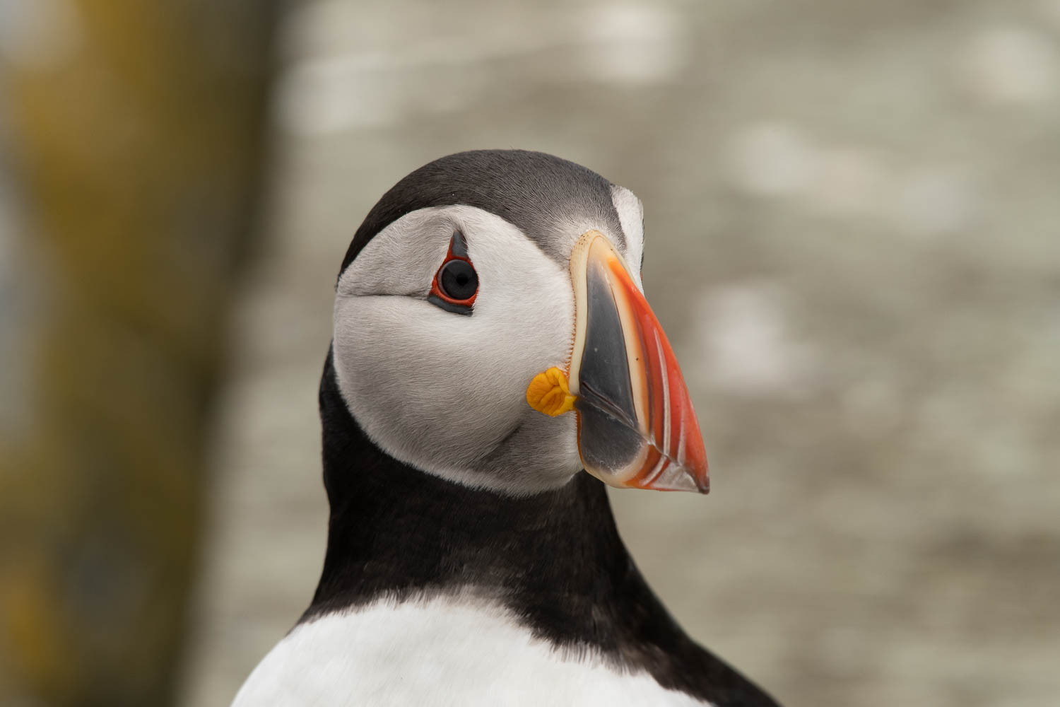 close up of puffin head