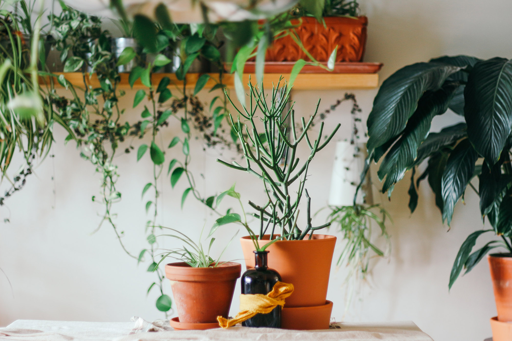 plants sitting on a desk