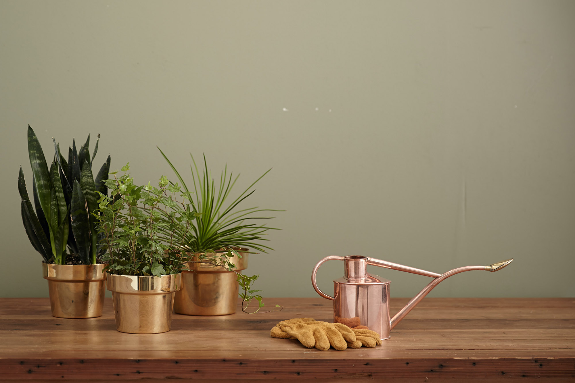 plants sitting on a desk