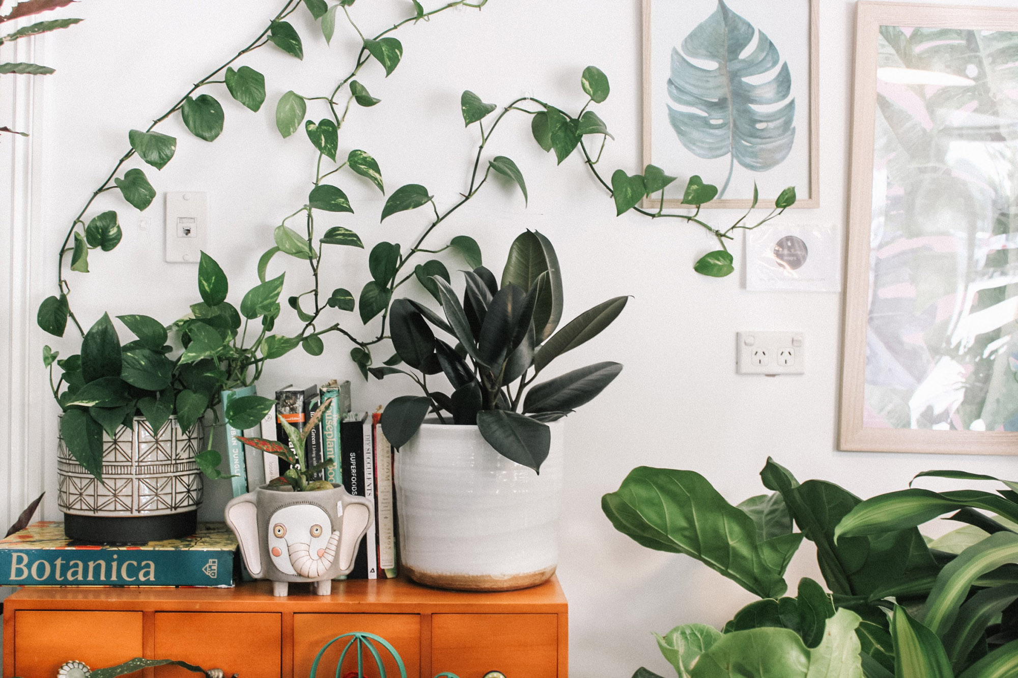 plants sitting on a table