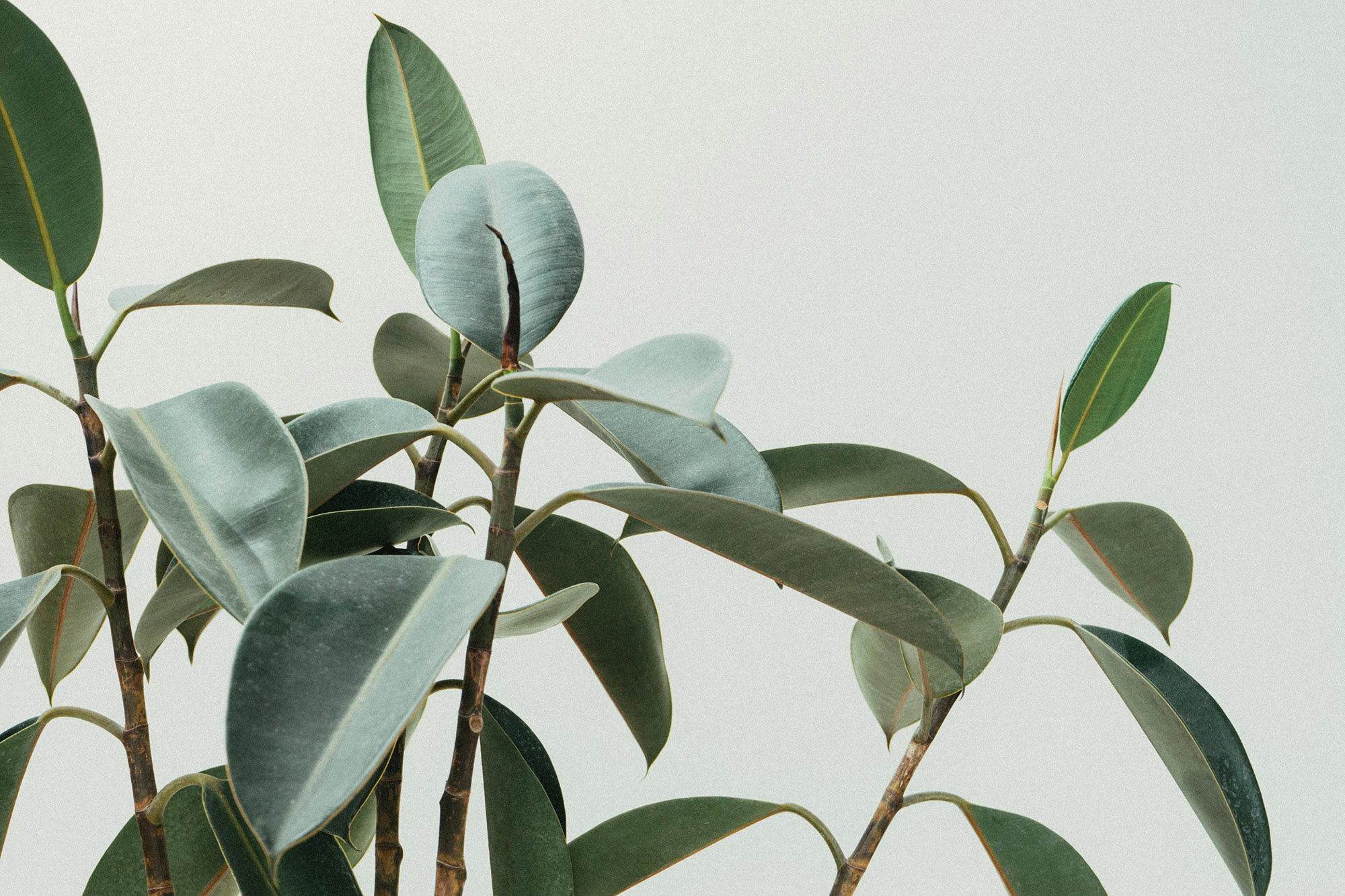 leaves of a plant