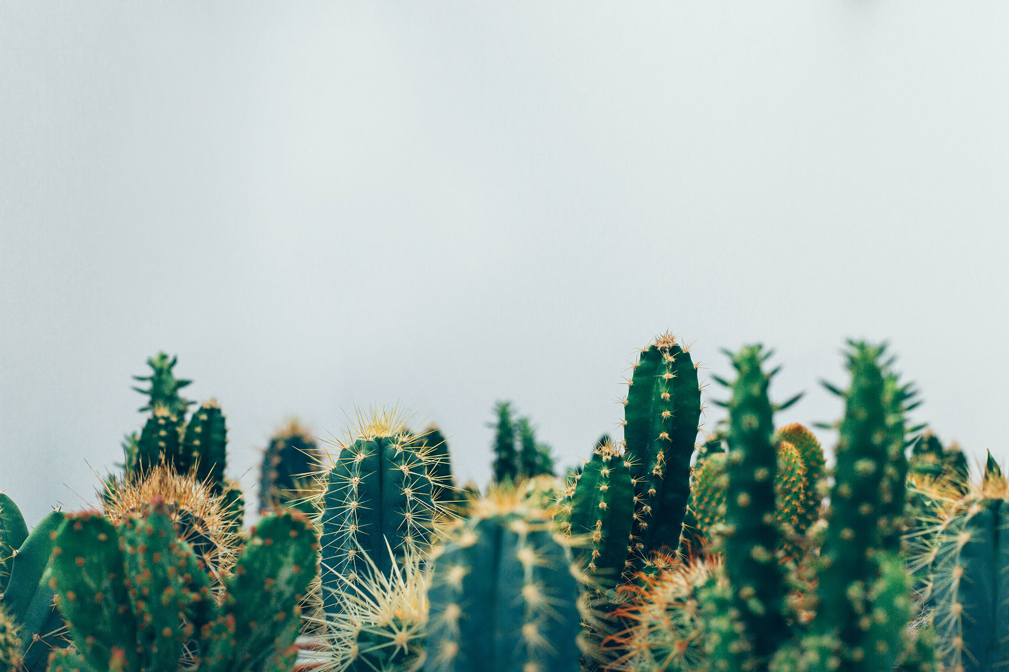 cacti tops