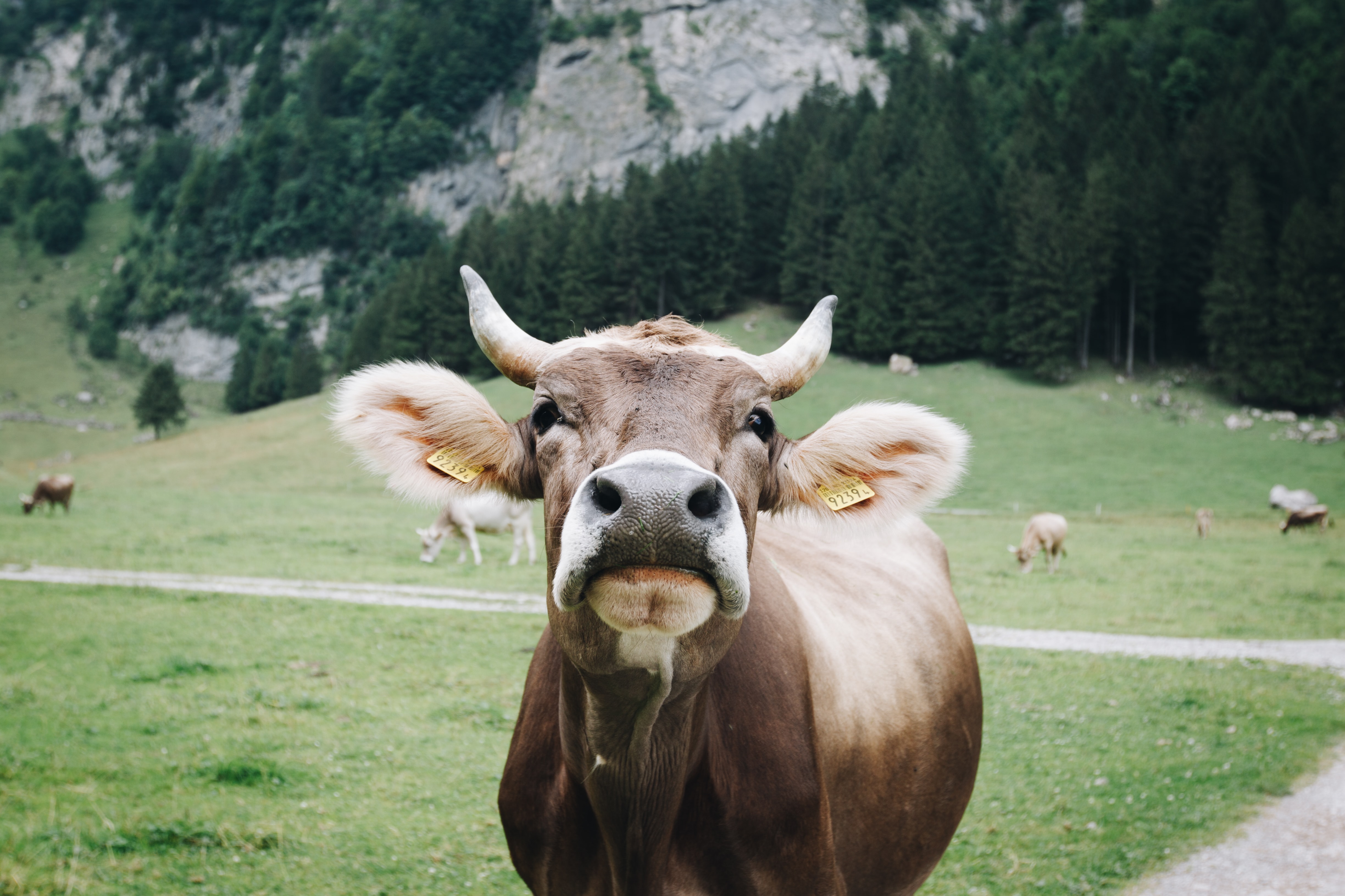 cow in a valley