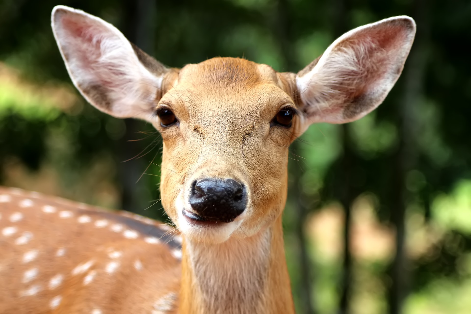 portrait of Deer Doe