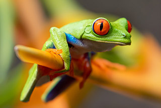 red eyed tree frog